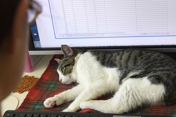 La ronron thérapie au travail