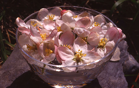 Chasser la pollution mentale du processus de fabrication Odinelixir