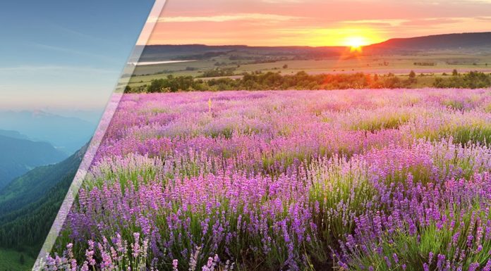 Arkopharma: la santé au naturel depuis 40 ans arkopharma