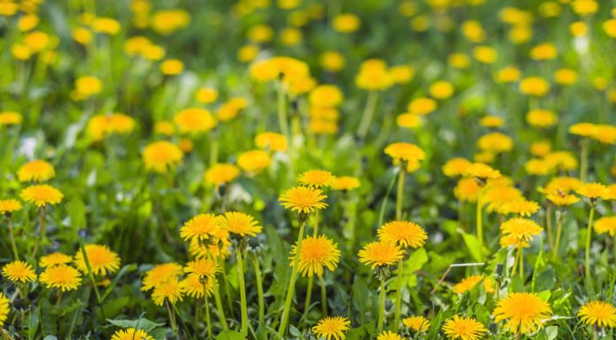 En pleine forme pour le retour du printemps