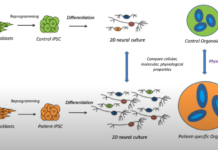 Organoïdes: des cellules sur commande