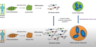Organoïdes: des cellules sur commande