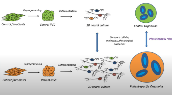 Organoïdes: des cellules sur commande